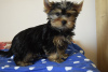 Photo №3. Yorkshire Terrier. Turquie