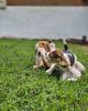 Photo №3. chiots beagle à la recherche de leur nouvelle maison. Allemagne