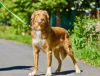 Photos supplémentaires: Le magnifique chien Rom cherche une famille.