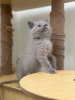 Photo №2 de l'annonce № 126538 de la vente british shorthair - acheter à Espagne annonce privée, éleveur