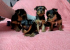 Photo №1. yorkshire terrier - à vendre en ville de Dubai | 410€ | Annonce №13797