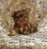 Photo №1. yorkshire terrier - à vendre en ville de Sioux Falls | 331€ | Annonce №39690