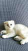 Photo №4. Je vais vendre scottish fold en ville de Daugavpils. annonce privée - prix - négocié