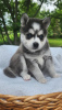 Photo №1. husky de sibérie - à vendre en ville de Антверпен | 250€ | Annonce №109604