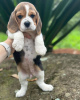 Photo №4. Je vais vendre beagle en ville de Berlin. annonce privée - prix - 360€