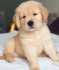 Photo №1. golden retriever - à vendre en ville de Milan | 350€ | Annonce №110928