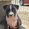 Photo №1. american staffordshire terrier - à vendre en ville de Kiev | 450€ | Annonce №81323