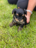 Photo №3. Teacup Yorkshire Terrier Puppy en adoption gratuite. Allemagne