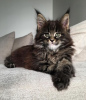 Photo №3. Un chat merveilleux pour le Maine Coon. Allemagne