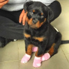 Photo №1. rottweiler - à vendre en ville de Varsovie | négocié | Annonce №77771