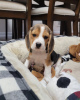 Photos supplémentaires: Adorables chiots beagle à vendre.