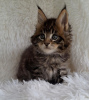 Photo №1. maine coon - à vendre en ville de New York | 284€ | Annonce № 110706