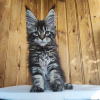 Photo №2 de l'annonce № 117294 de la vente maine coon - acheter à Suisse annonce privée