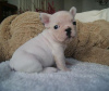 Photo №4. Je vais vendre bouledogue en ville de Штутгарт. annonce privée - prix - 360€