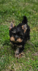 Photo №2 de l'annonce № 109097 de la vente yorkshire terrier - acheter à Allemagne annonce privée, éleveur