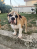 Photo №4. Je vais vendre bulldog anglais en ville de Belgrade. éleveur - prix - négocié