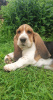 Photo №1. basset hound - à vendre en ville de Oulu | 500€ | Annonce №54937