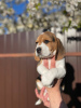 Photos supplémentaires: Le charmant chiot beagle est à la recherche d'un foyer et des plus tendres