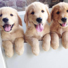 Photo №4. Je vais vendre golden retriever en ville de Imatra. annonce privée - prix - 400€