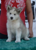 Photo №1. malamute de l'alaska - à vendre en ville de Uzdin | négocié | Annonce №105071