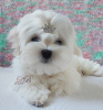 Photo №1. bichon maltais - à vendre en ville de Kiev | 1116€ | Annonce №17845