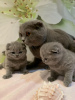 Photo №3. Des chatons Scottish Fold en bonne santé et dressés à domicile sont maintenant. Allemagne