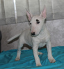 Photos supplémentaires: Chiots bull terrier miniatures