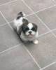 Photo №1. shih tzu - à vendre en ville de Bassersdorf | négocié | Annonce №127624