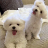 Photo №1. bichon à poil frisé - à vendre en ville de Varsovie | négocié | Annonce №77772