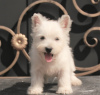 Photos supplémentaires: West Highland White Terrier chiot femelle