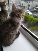 Photo №1. maine coon - à vendre en ville de Харлем | 300€ | Annonce № 109185