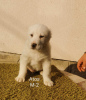 Photos supplémentaires: Chiots de chien de berger d'Asie centrale