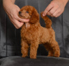 Photo №3. Chiots caniche miniature rouge. Serbie