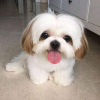 Photo №4. Je vais vendre shih tzu en ville de Фокино.  - prix - 300€