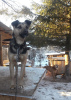 Photo №1. chien bâtard - à vendre en ville de Краснокамск | Gratuit | Annonce №9009