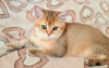 Photo №3. chatons d'or britanniques. Fédération de Russie