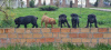 Photos supplémentaires: Mastiff sud-africain - Boerboel