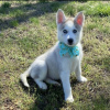 Photo №1. husky de sibérie - à vendre en ville de Patras | 300€ | Annonce №78605