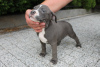 Photos supplémentaires: American Bully Pocket ABKC GrChampions