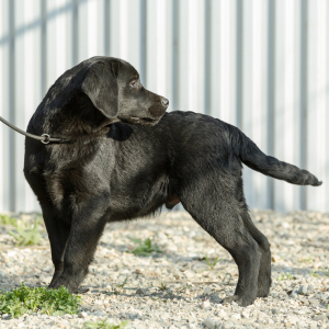 Photos supplémentaires: Chiots Labrador Retriever
