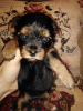 Photos supplémentaires: Chiots Yorkie/Kawaiiork