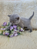 Photo №4. Je vais vendre british shorthair en ville de Tolyatti. éleveur - prix - négocié