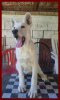 Photo №3. Chiots Berger Blanc Suisse. Serbie