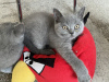 Photo №1. british shorthair - à vendre en ville de Tuszyn | négocié | Annonce № 53310