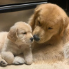 Photo №1. golden retriever - à vendre en ville de Вилкавишкис | 284€ | Annonce №40974