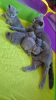 Photo №1. british shorthair - à vendre en ville de Дортмунд | 400€ | Annonce № 121294