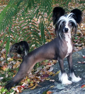 Photo №1. Service d'accouplement - race: chien chinois à crête. Prix - 63€