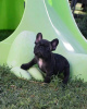 Photo №4. Je vais vendre bouledogue en ville de Cologne. annonce privée - prix - 331€