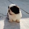 Photo №3. Adorables chiots Shih Tzu mâles et femelles. USA