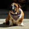Photo №2 de l'annonce № 99084 de la vente bulldog anglais - acheter à Serbie éleveur